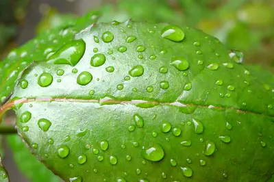 Water droplets on green leaf