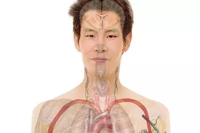 a person with a diagram of their organs