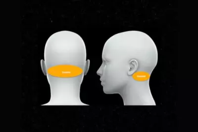 Diagram showing the occipital region at the back of the head close to the neck.