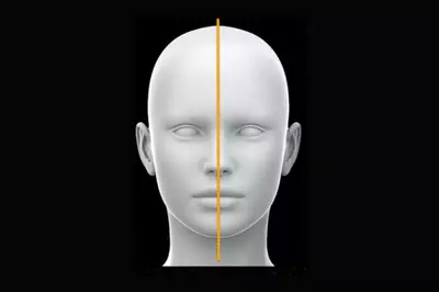 Diagram showing the two sides of the head, separated into left and right at the nose.
