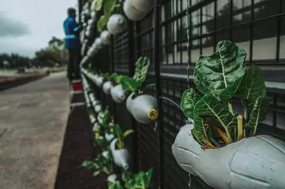 plastic bottles repurposed as flower pots