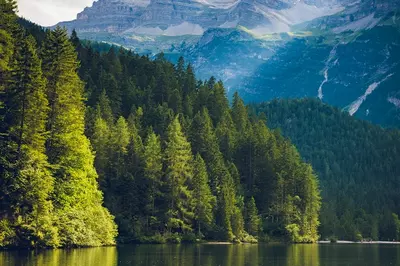 trees over lake reflection