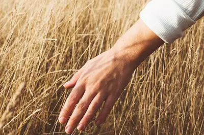 hand running though wheat/grass