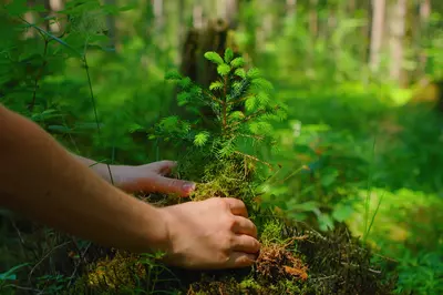 person planting 