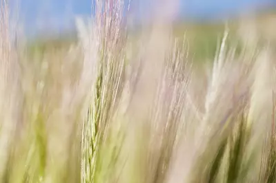 wheat in a field