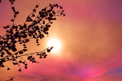 tree during sunset