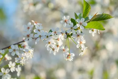 flowers on a branch