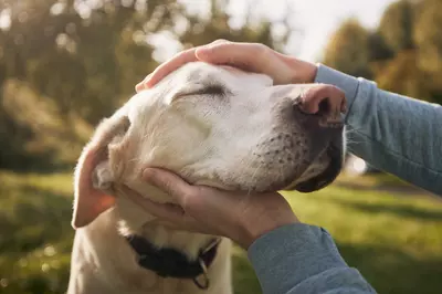 person petting their dog 