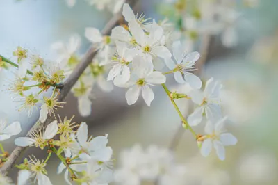 flowers on a tree