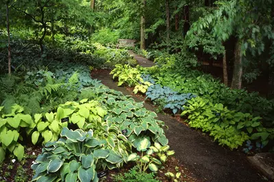 forest path