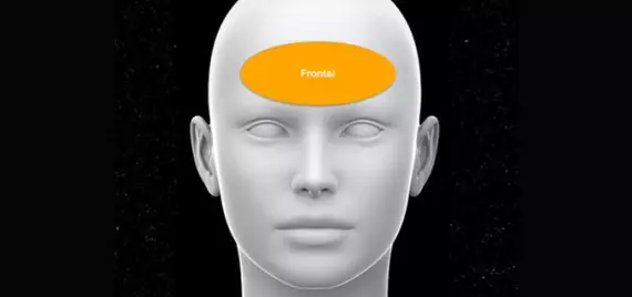 Diagram showing the frontal region of the head at the forehead.