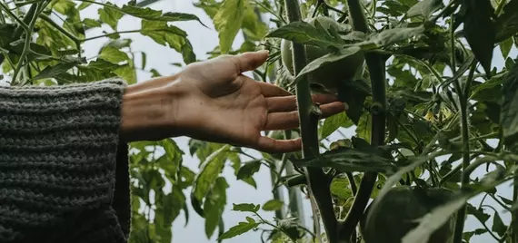 hands touching vines