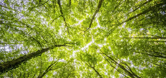 green tree from underneath