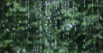 Raindrops on green forest background