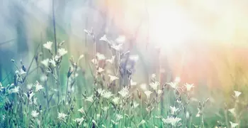 flowers in a field