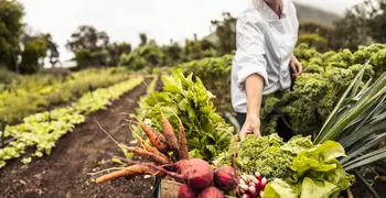 chef picking fresh vegetables