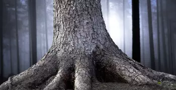 trunk and roots of a large tree