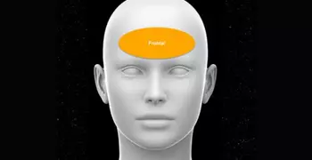 Diagram showing the frontal region of the head at the forehead.