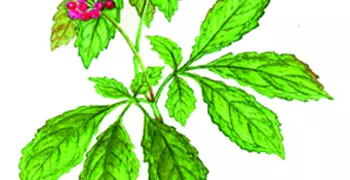a medicinal plant
