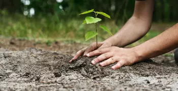 hands in dirt planting