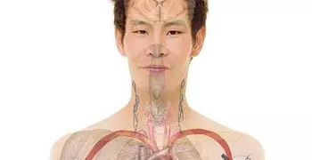 a person with a diagram of their organs