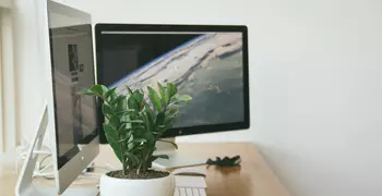 plant on a desk