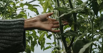 hands touching vines