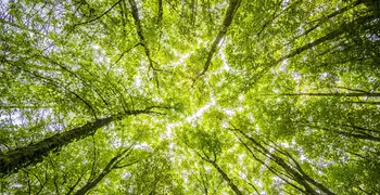 green tree from underneath