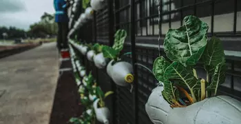 plastic bottles repurposed as flower pots