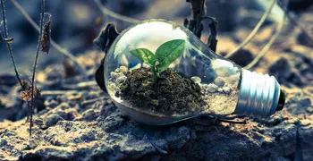 green plant in light bulb