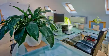 plant on a desk