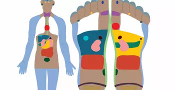 image of different reflexology points