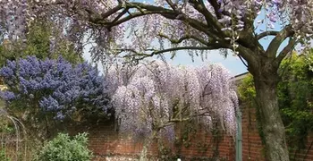 a garden with a flowering tree