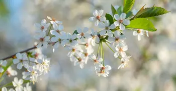 flowers on a branch