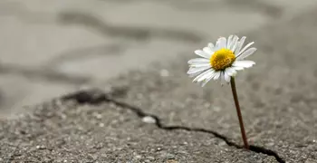 flower growing from a crack in the road