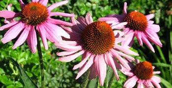 echinacea