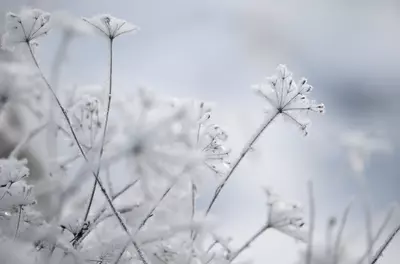 snow frosted plants