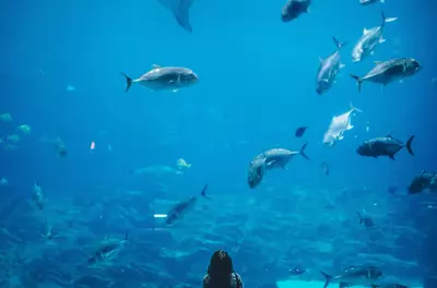 woman standing in front of an enormous tank of fish at a public aquarium