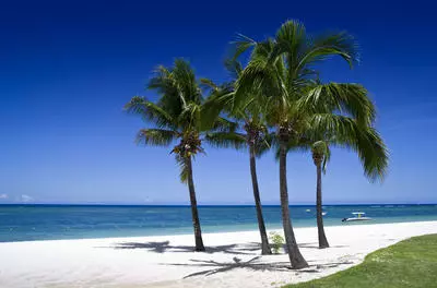 four palm trees on a white sand beach with the ocean, a clear and deep blue sky, and a patch of vivid green grass