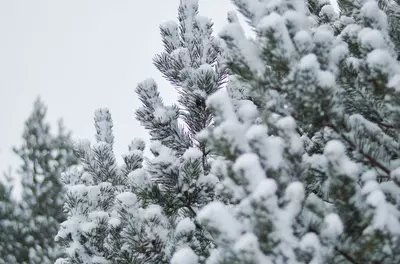 Fir tree with snow on its branches in front of a gray sky