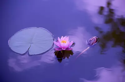 pink lotus flower on water