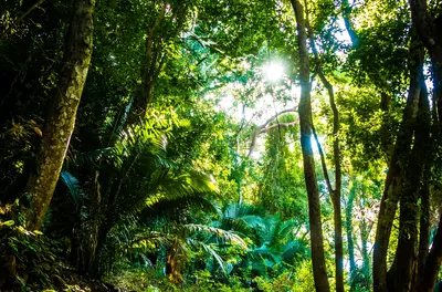 Tropical forest with tall trees