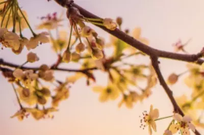 branch of a flowering tree