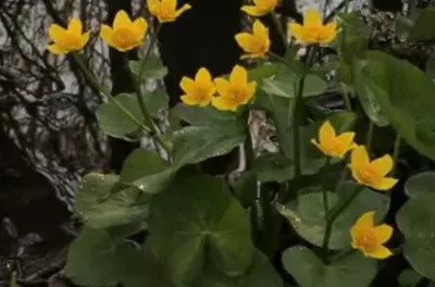 spring flowers in forest