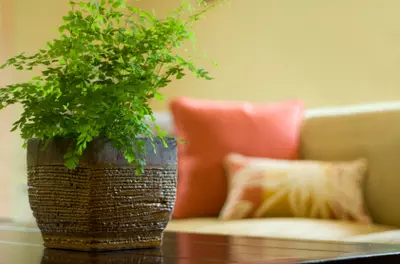 potted plant in living room