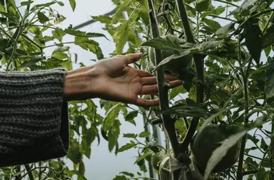 hand touching vines