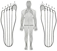 Zone Therapy Body Chart