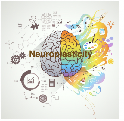 neuroplasticity brain