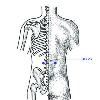 Urinary bladder 23