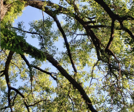 green trees shot from below